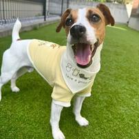 【ベビー&times;ペットコレクション】犬用バンダナ 2枚組 プリント&times;足跡