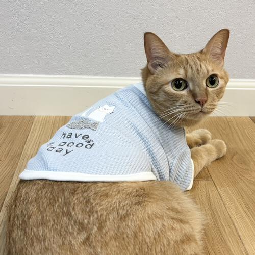 【ベビー&times;ペットコレクション】キャットウエア 猫ワッペン付き ワッフル 赤ちゃん 出産準備 出産祝い ベビー服 子供服