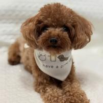 【ベビー&times;ペットコレクション】犬用バンダナ 2枚組 プリント&times;足跡