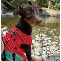 虫よけグッズ おにやんま君【種類ランダム】